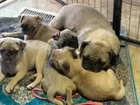 Olive, a female Pug for sale in Oakville, WA – Photo 7 of 9