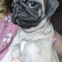 Olive, a female Pug for sale in Oakville, WA – Photo 6 of 9