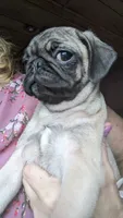 Olive, a female Pug for sale in Oakville, WA – Photo 6 of 9