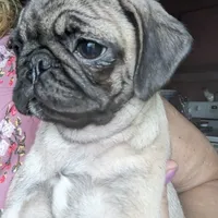 Olive, a female Pug for sale in Oakville, WA – Photo 5 of 9