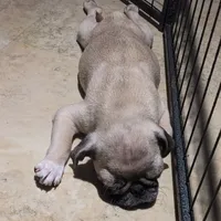 Olive, a female Pug for sale in Oakville, WA – Photo 9 of 9