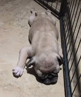 Olive, a female Pug for sale in Oakville, WA – Photo 9 of 9