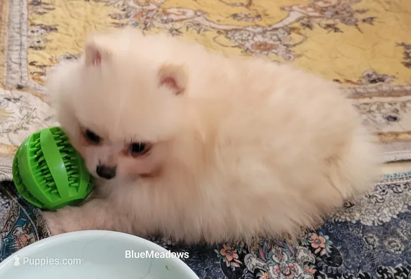 Ozzy – Pomeranian puppy for sale in Oakville, WA