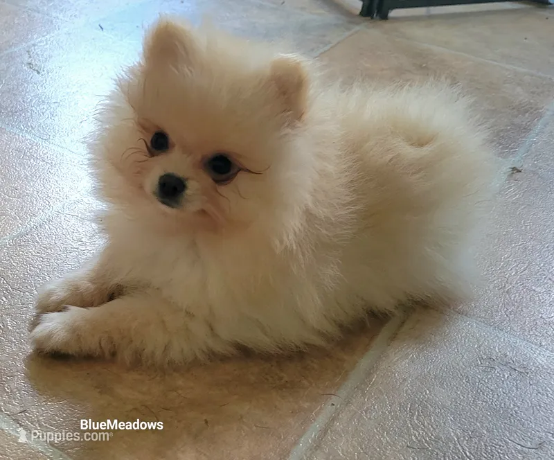 Ozzy – Pomeranian puppy for sale in Oakville, WA