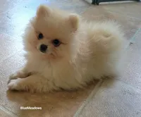 Ozzy, a male Pomeranian for sale in Oakville, WA – 2 of 9