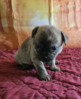 R-3, a female French Bulldog and Pomeranian for sale in Oakville, WA – 2 of 2