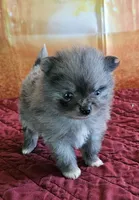 S-4, a female Pomeranian for sale in Oakville, WA – 1 of 2