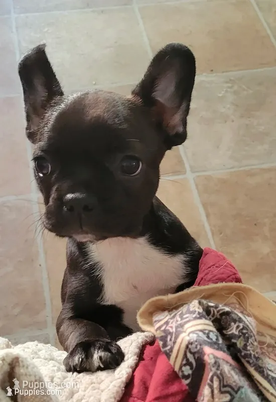 Estelles – French Bulldog, Frenchton puppy for sale in Oakville, WA