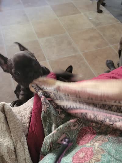 Estelles, a female French Bulldog and Frenchton for sale in Oakville, WA – 6 of 6