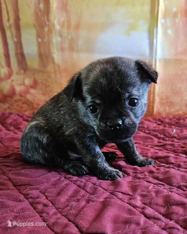 R-5 – French Bulldog, Pomeranian puppy for sale in Oakville, WA