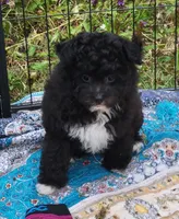 Stella , a female Pomapoo for sale in Oakville, WA – 3 of 9