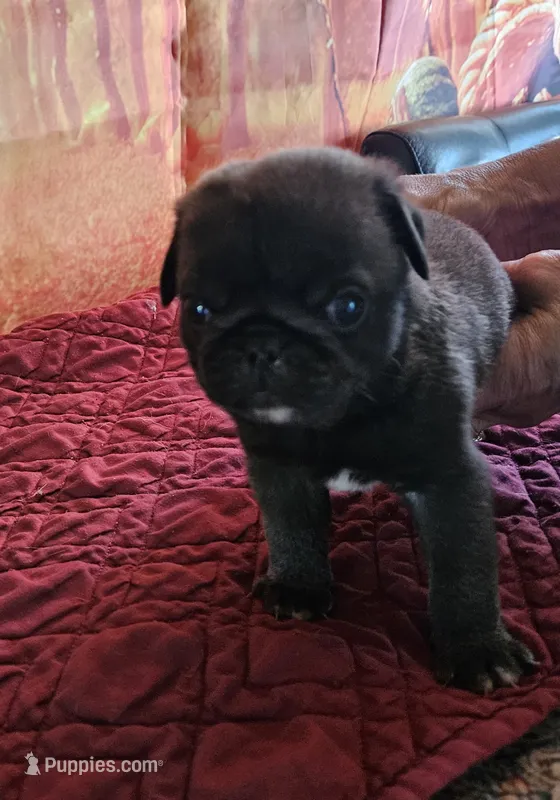 D-1 – Pug puppy for sale in Oakville, WA