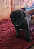 D-1, a male Pug for sale in Oakville, WA – 1 of 3