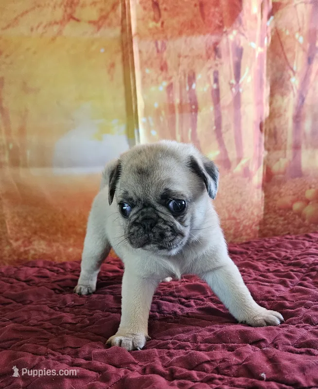 D-2 – Pug puppy for sale in Oakville, WA