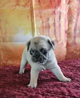 D-2, a male Pug for sale in Oakville, WA – 1 of 2