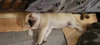 Cream cheese , a female Pug and Frenchton for sale in Oakville, WA – 7 of 7