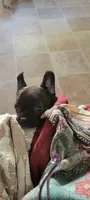Estelles, a female French Bulldog and Frenchton for sale in Oakville, WA – 2 of 6