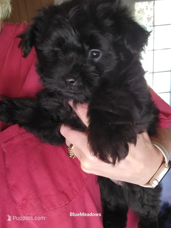 Onyx – Pomapoo puppy for sale in Oakville, WA