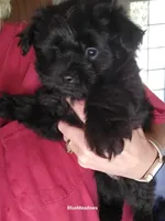 Onyx, a male Pomapoo for sale in Oakville, WA – 1 of 3