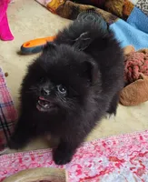 Breeze, a female Pomeranian for sale in Oakville, WA – 4 of 9