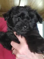 Onyx, a male Pomapoo for sale in Oakville, WA – 2 of 3