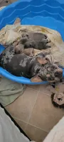 Blue fawn , a female French Bulldog and Frenchton for sale in Oakville, WA – 4 of 5
