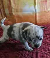 R-4, a male French Bulldog and Pomeranian for sale in Oakville, WA – 2 of 2