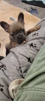 Blue fawn , a female French Bulldog and Frenchton for sale in Oakville, WA – 2 of 5