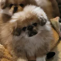 Peter, a male Pekingese and Pomeranian for sale in Oakville, WA – Photo 1 of 5