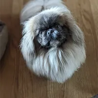 Peter, a male Pekingese and Pomeranian for sale in Oakville, WA – Photo 4 of 5