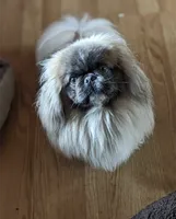 Peter, a male Pekingese and Pomeranian for sale in Oakville, WA – Photo 4 of 5