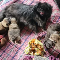 Peter, a male Pekingese and Pomeranian for sale in Oakville, WA – Photo 5 of 5