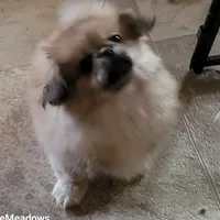 Peter, a male Pekingese and Pomeranian for sale in Oakville, WA – Photo 2 of 5