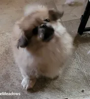 Peter, a male Pekingese and Pomeranian for sale in Oakville, WA – Photo 2 of 5