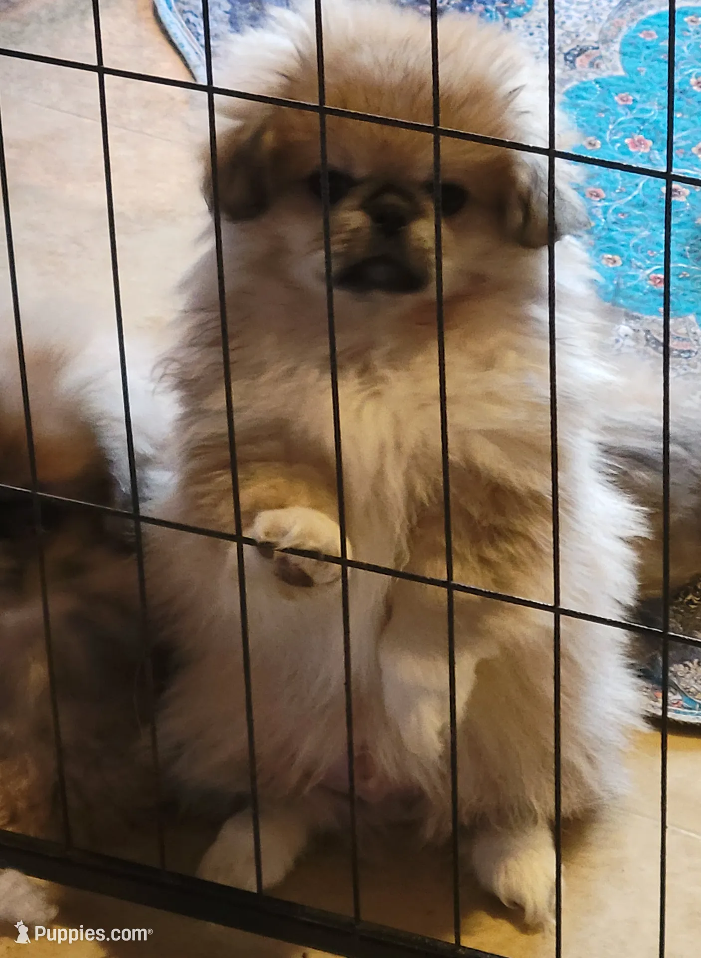 Peter, a male Pekingese and Pomeranian for sale in Oakville, WA – Photo 3 of 5
