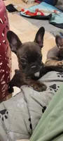 Lucy, a female French Bulldog and Frenchton for sale in Oakville, WA – 2 of 3