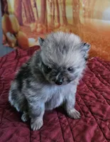 S-3, a male Pomeranian for sale in Oakville, WA – 1 of 2