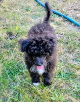 Stella , a female Pomapoo for sale in Oakville, WA – 4 of 10