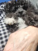 Stella , a female Pomapoo for sale in Oakville, WA – 1 of 10