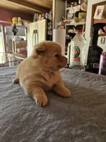 C-1, a female Pomeranian for sale in Oakville, WA – 2 of 2