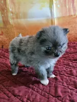 S-4, a female Pomeranian for sale in Oakville, WA – 2 of 2