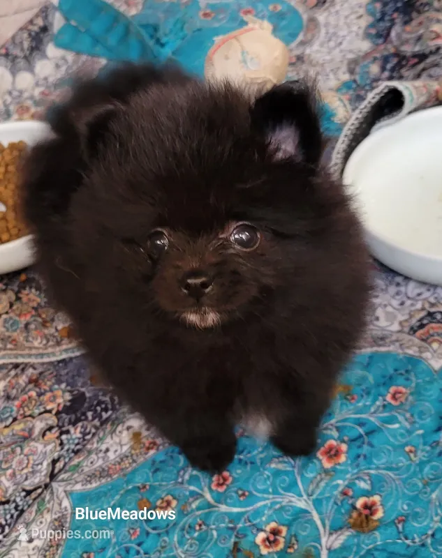 Breeze – Pomeranian puppy for sale in Oakville, WA
