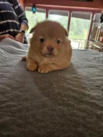 C-1, a female Pomeranian for sale in Oakville, WA – 1 of 2