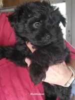 Onyx, a male Pomapoo for sale in Oakville, WA – 3 of 3