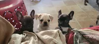 Cream cheese , a female Pug and Frenchton for sale in Oakville, WA – 5 of 7