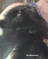 Breeze, a female Pomeranian for sale in Oakville, WA – 9 of 9