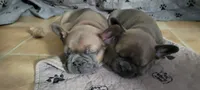 Chunk, a male French Bulldog for sale in Oakville, WA – 3 of 5
