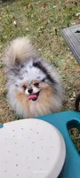 Breeze, a female Pomeranian for sale in Oakville, WA – 9 of 9
