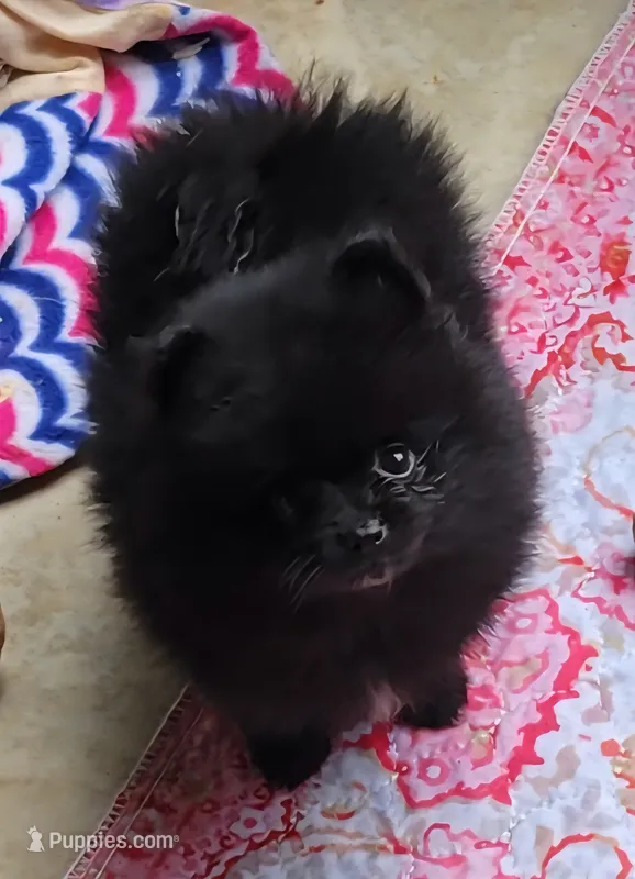Breeze – Pomeranian puppy for sale in Oakville, WA