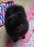 Breeze, a female Pomeranian for sale in Oakville, WA – 3 of 9